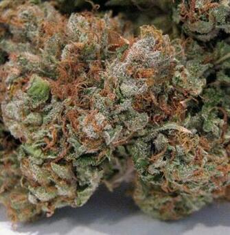 Og Kush Bud Wallpaper