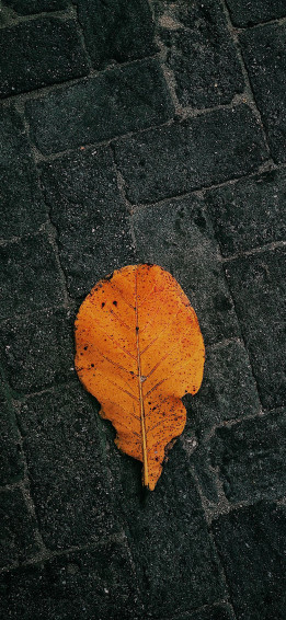 Home Screen Wallpaper