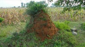 Best Termite Wallpaper