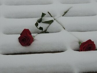 Winter Love Wallpaper