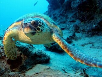 Under The Ocean Background For