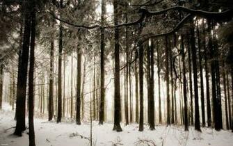 Winter Wood Wallpaper Walltor