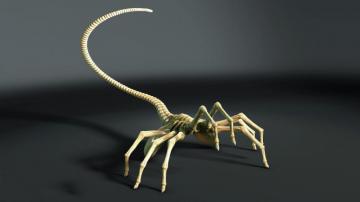 Wallpaper Sci Fi Facehugger With Tags Background