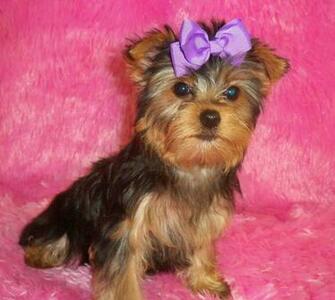 Yorkie Puppy Wallpaper HD Dogs S