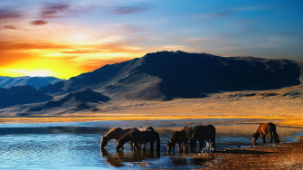Mongolia S Horses In The Wild 309w9kved5swcjek Wallpaper