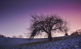 Guildford Winter Wallpaper