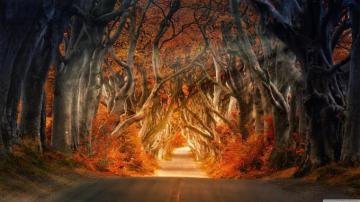 HD Wallpaper Fall Aesthetic Live