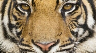Wallpaper 257ctiger Desktop Background
