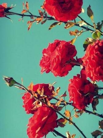 Flowers Phone Wallpaper