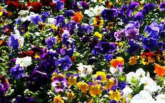 Google Flowers Wallpaper