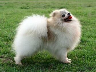 Proud Pomeranian Wallpaper Pictures