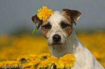 Flower Puppy Dog Pictures