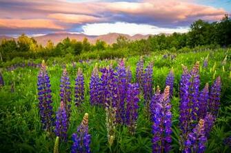 New Hampshire Lupine Meadow Wallpaper