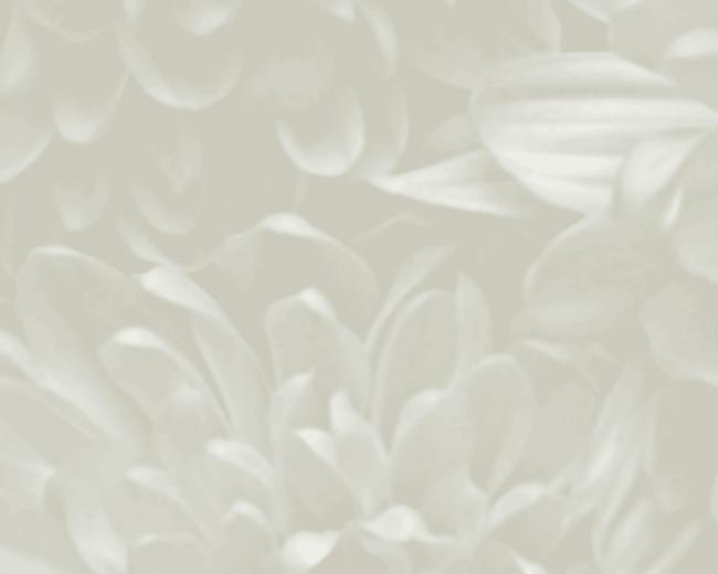 Light White And Gray Flowers Great For Background Stationary