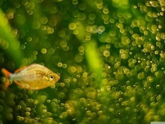 Fish World Pictures Collection Mobogenie