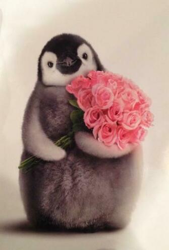 Details About Penguin With Flower Bouquet Funny Valentine S Day