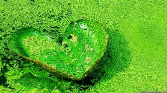 Nature Love Wallpaper HD Background Of
