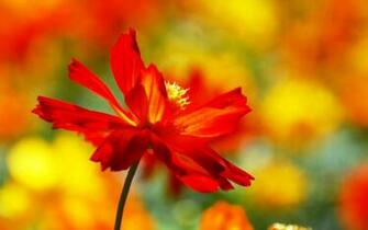 Fall Flowers Wallpaper Related Keywords Amp Suggestions
