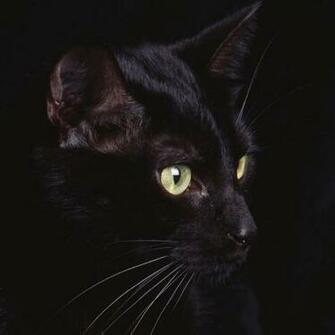 HD Cat iPad Wallpaper