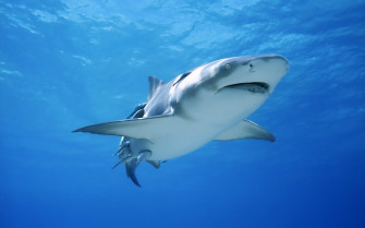 Shark Wallpaper