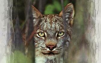 Bobcat Wallpaper