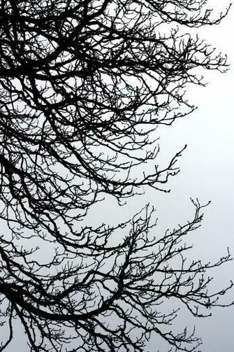 Tree Branches Silhouette Wallpaper S1600