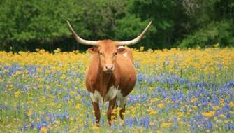 Longhorn Cattle Toms