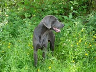 Blue Weimaraner Widescreen Wallpaper