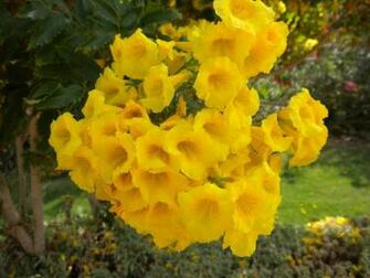 Flowers Bright Yellow Shrubs Park Egypt Wallpaper Background