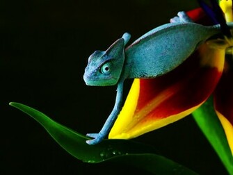 Chameleon In Blue Wallpaper HD