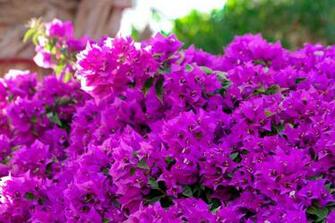 Lilac Flowers Wallpaper By Silverwolf112