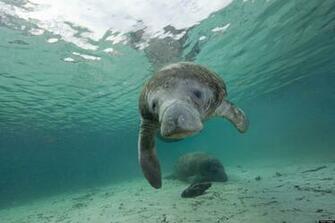 Image Gallery Manatee Wallpaper