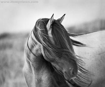 Black And White Horse Wallpaper HD Pictures