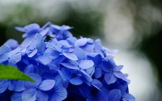 Hydrangeas Wallpaper