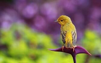 Flower Bird Yellow HD Wallpaper Wallsup
