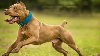 European Bully Kennel Club Ebkc The International
