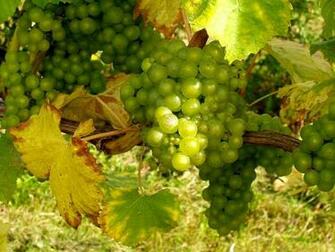 Wine Vineyard Winery Wallpaper For Your Computer Desktop Background
