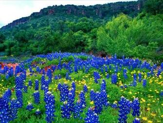 Bluebonnet Desktop Wallpaper