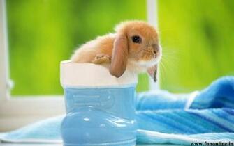 Rabbit Wallpaper Cute Baby Rabbits HD