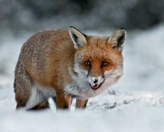 Red Fox Wallpaper