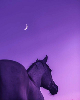 Horse Aesthetic Wallpaper Cute Pictures