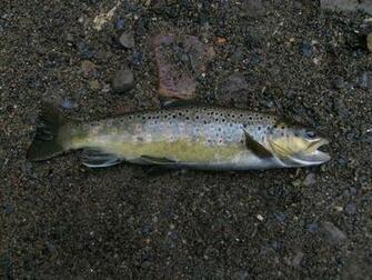 File Brown Trout Jpg Wikipedia The Encyclopedia