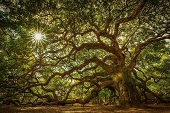 Angel Oak Tree Wallpaper HD