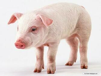 Baby Pig Wallpaper HD