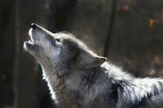 Best Wolf Pictures HD Image