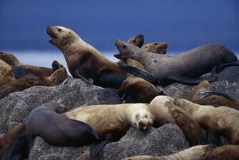 Sea Lion Wallpaper