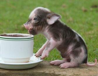 Baby Pig
