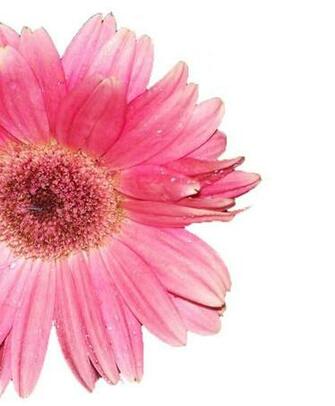 Diwali Wallpaper Beautiful Flower Breathtaking Gerber HD Red Gerbera