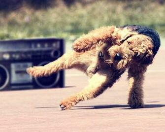 Dog Wallpaper Cool Dogs Desktop Image Fidelity Eyes