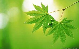 Wallpaper High Resolution Spring Green Leaves